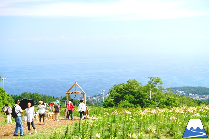 北海道最大級、213万輪のゆりの花！『オーンズ春香山ゆり園』